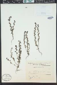Veronica praecox image