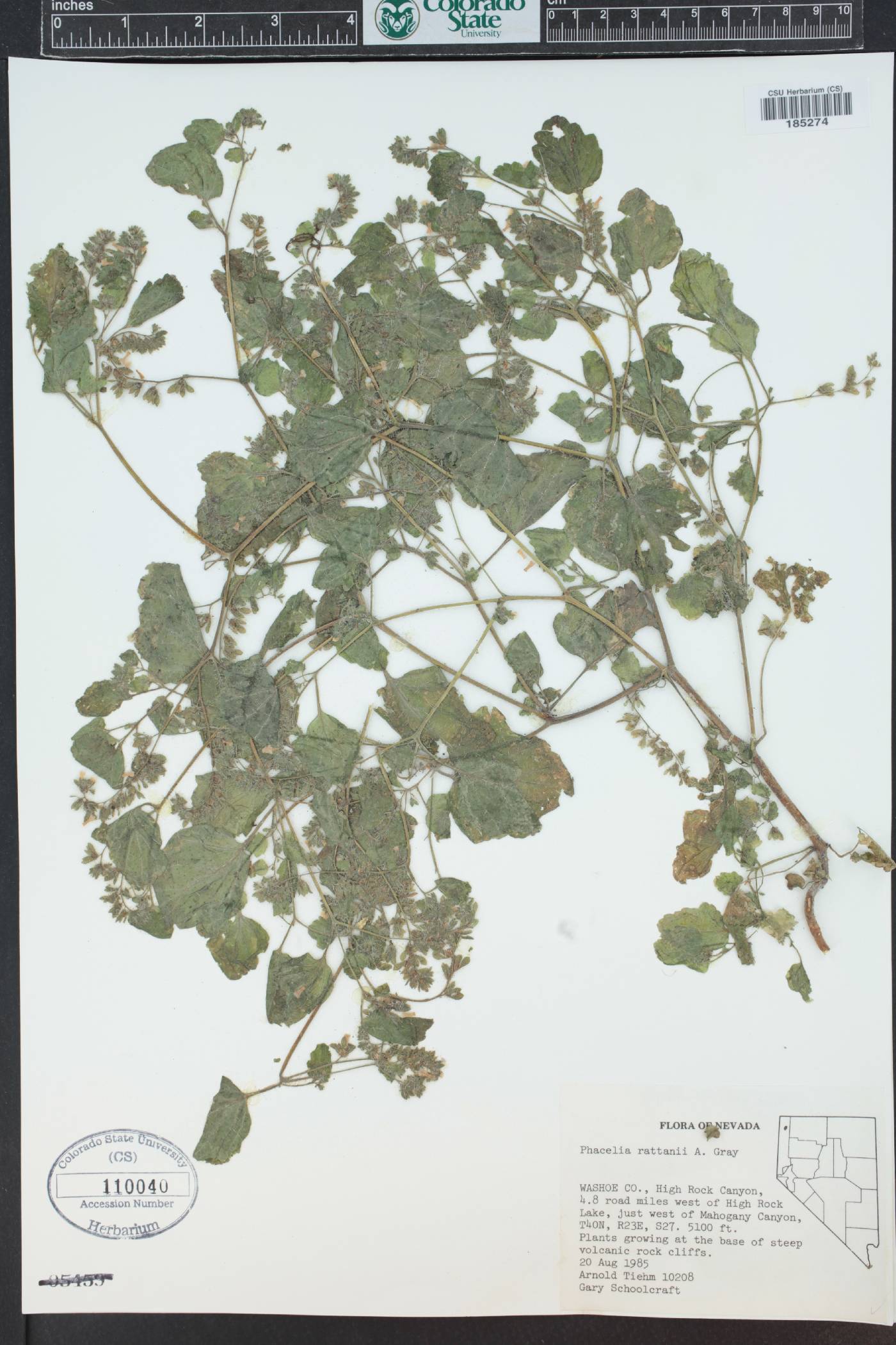 Phacelia rattanii image