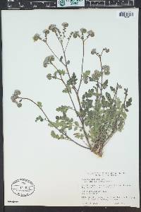 Phacelia caerulea image