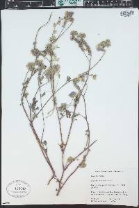 Phacelia caerulea image