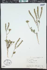 Phacelia affinis image