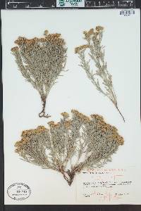 Picradeniopsis oppositifolia image