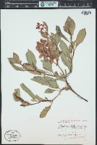 Rumex venosus image