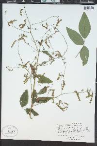 Desmodium laevigatum image