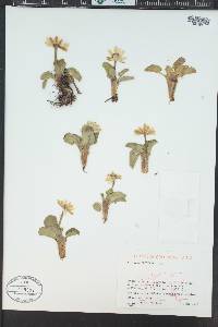 Caltha leptosepala image