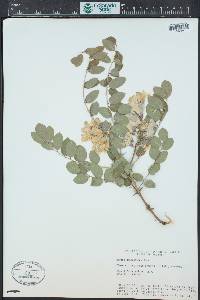 Robinia neomexicana image