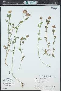 Trifolium pinetorum image