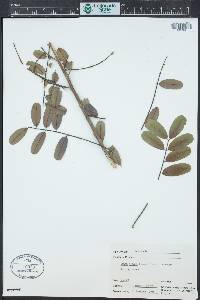 Senna siamea image