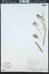 Senna bicapsularis image