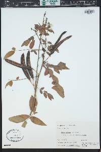 Senna sophera image