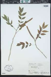 Senna occidentalis image
