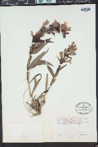 Penstemon angustifolius image