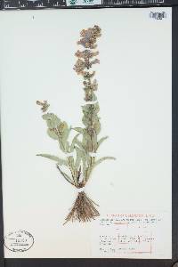 Penstemon angustifolius var. caudatus image