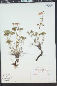 Aquilegia elegantula image