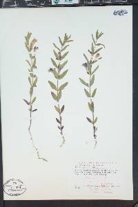 Scutellaria brittonii image