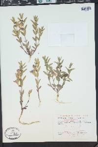 Scutellaria brittonii image