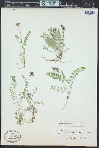 Astragalus alpinus image