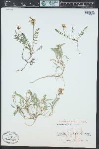 Astragalus alpinus image