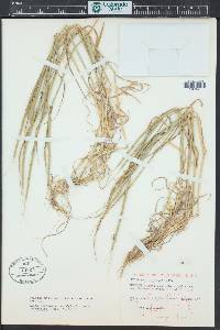 Aegilops cylindrica image