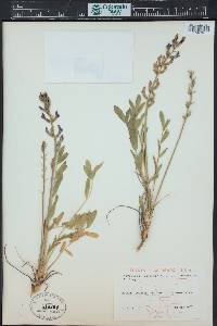 Oxytropis lambertii image