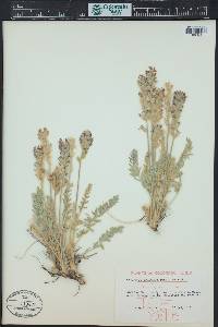 Oxytropis splendens image