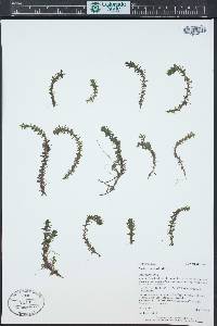 Elodea canadensis image