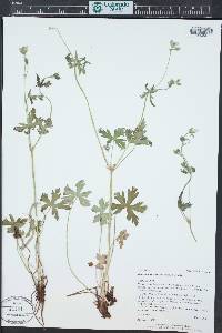 Geranium richardsonii image