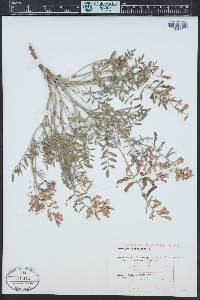 Hedysarum boreale image