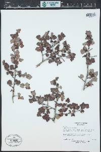 Physocarpus monogynus image