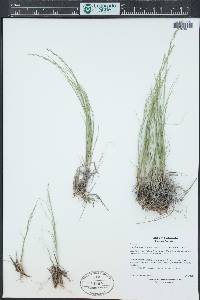 Muhlenbergia cuspidata image