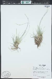 Muhlenbergia thurberi image