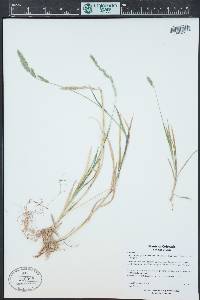 Muhlenbergia racemosa image