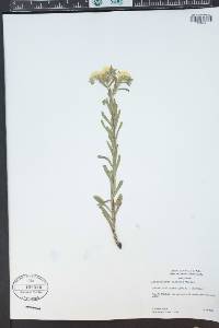 Lithospermum cobrense image