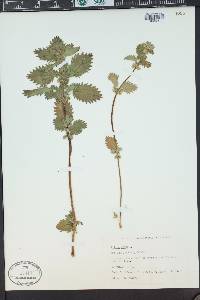 Urtica urens image