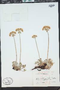 Eriogonum umbellatum var. majus image