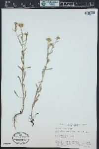 Grindelia arizonica image