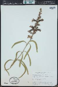 Chilopsis linearis image