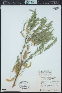 Prosopis glandulosa image