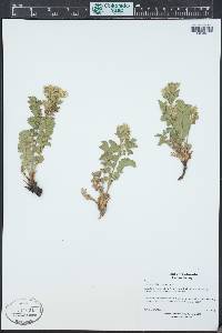 Drymocallis fissa image
