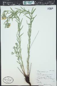 Lithospermum multiflorum image