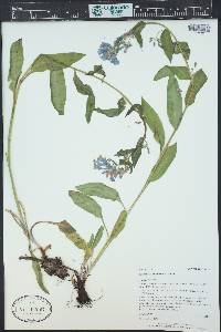 Mertensia franciscana image