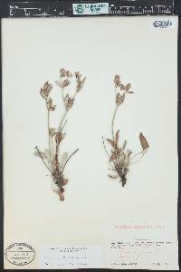 Eriogonum jamesii image