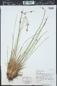 Juncus drummondii image