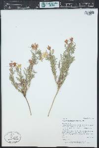 Oenothera coronopifolia image