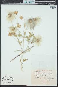 Clematis orientalis image