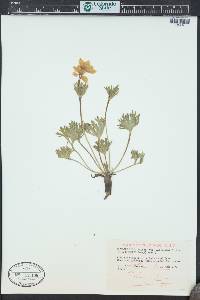 Trollius albiflorus image