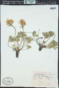 Trollius albiflorus image