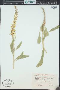 Stanleya pinnata image