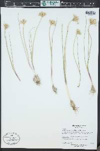 Allium textile image