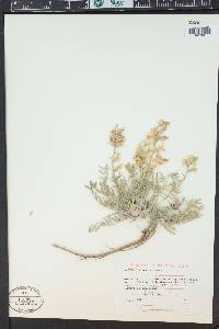 Oxytropis sericea image